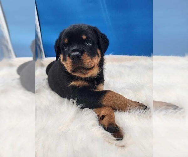 Medium Photo #1 Rottweiler Puppy For Sale in SAINT CLOUD, MN, USA