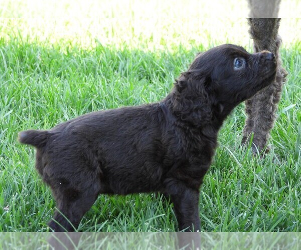 Medium Photo #3 Boykin Spaniel Puppy For Sale in CARLISLE, KY, USA