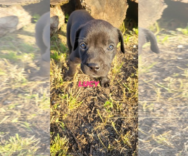 Medium Photo #1 Labrador Retriever-Unknown Mix Puppy For Sale in Brooksville, FL, USA
