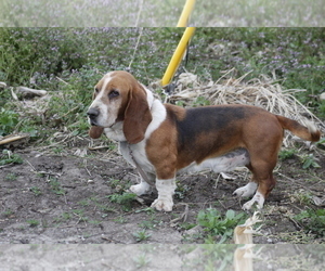 Father of the Basset Hound puppies born on 01/02/2024