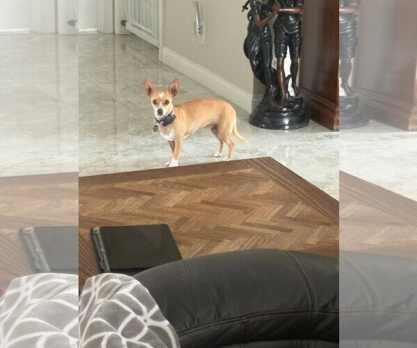 Medium Photo #1 Chihuahua Puppy For Sale in Menifee, CA, USA