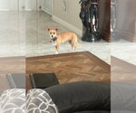 Small Chihuahua