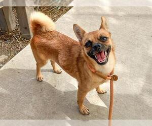 Chug Dogs for adoption in Orange, CA, USA