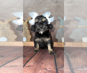 Cock-A-Poo Puppy for Sale in HESPERIA, California USA