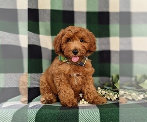 Goldendoodle (Miniature) Puppy for sale in DELTA, PA, USA