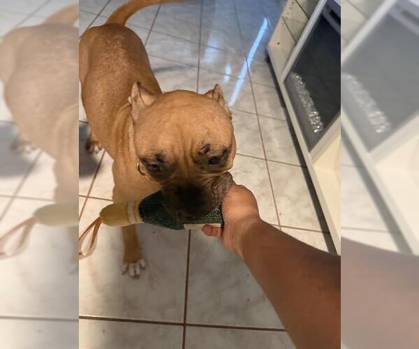 Medium Photo #1 Boxer Puppy For Sale in San Antonio, TX, USA