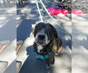 Sheba  [bonded to Bambi] - Female Mutt Dog for Adoption - Photo #12