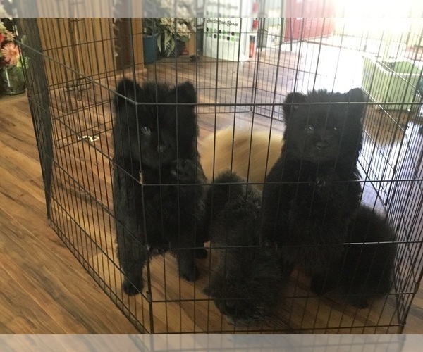 Medium Photo #2 Chow Chow Puppy For Sale in WARNE, NC, USA
