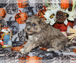 Small Photo #24 Poodle (Toy) Puppy For Sale in CHANUTE, KS, USA