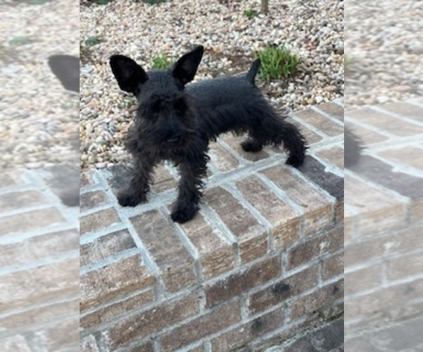 Medium Photo #4 Schnauzer (Miniature) Puppy For Sale in SOMERVILLE, AL, USA
