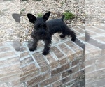 Small #3 Schnauzer (Miniature)