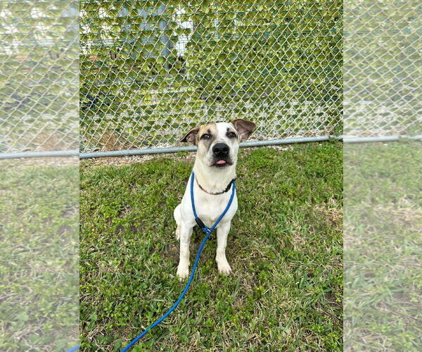 Medium Photo #2 Mutt Puppy For Sale in Key Largo, FL, USA