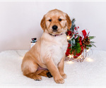 Small Photo #3 Golden Retriever Puppy For Sale in WAKARUSA, IN, USA