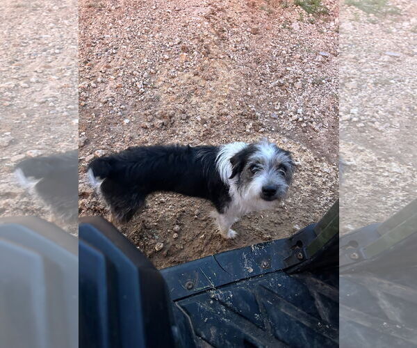 Medium Photo #3 Mutt Puppy For Sale in Grafton, WI, USA