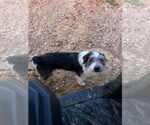 Small #2 Mutt