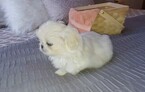 Small Photo #6 Pekingese Puppy For Sale in ANACORTES, WA, USA