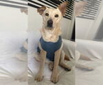 Small #8 Labrador Retriever Mix