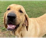Small #3 Fila Brasileiro
