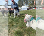 Small #15 American Pit Bull Terrier Mix