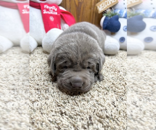 Medium Photo #3 Labrador Retriever Puppy For Sale in NEOLA, WV, USA