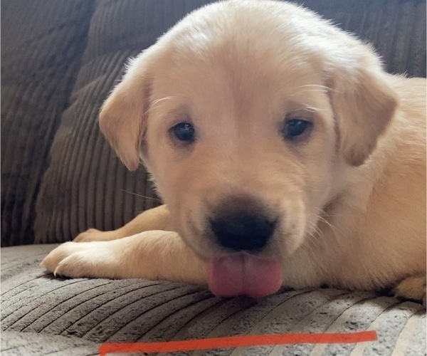 Medium Photo #9 Labrador Retriever Puppy For Sale in PRINCETON, MN, USA