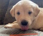 Small Photo #9 Labrador Retriever Puppy For Sale in PRINCETON, MN, USA