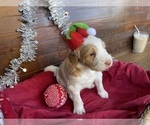 Small Photo #5 F2 Aussiedoodle Puppy For Sale in CHAPEL HILL, NC, USA