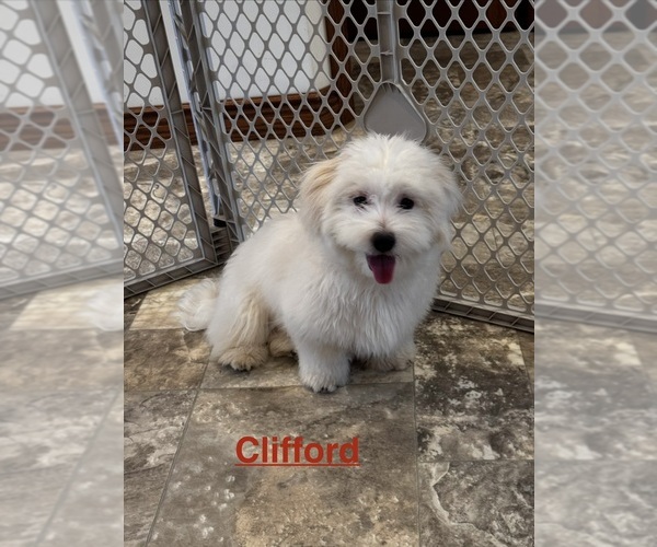 Medium Photo #1 Coton de Tulear Puppy For Sale in CANOGA, NY, USA