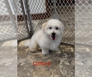 Coton de Tulear Puppy for sale in CANOGA, NY, USA