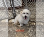 Image preview for Ad Listing. Nickname: Clifford