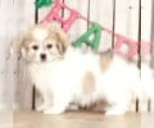 Zuchon Puppy for sale in MOUNT VERNON, OH, USA