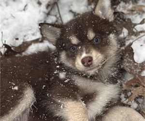 Pomsky Puppy for sale in CHESTERFIELD, MO, USA