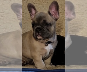 French Bulldog Puppy for sale in BAKERSFIELD, CA, USA