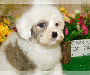 Havanese Puppy for Sale in HAMMOND, Indiana USA