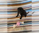 Small #13 Mutt
