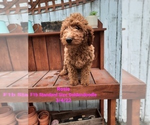 Goldendoodle Puppy for Sale in SHIPSHEWANA, Indiana USA