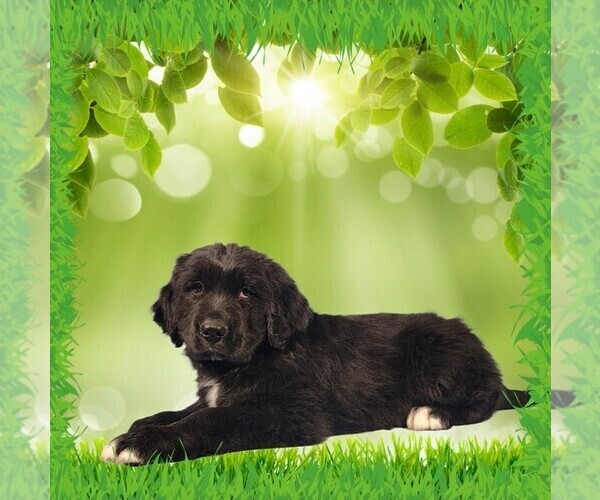 Medium Photo #18 Golden Mountain Dog Puppy For Sale in BLACK FOREST, CO, USA