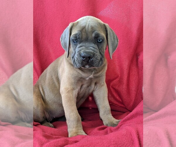 Medium Photo #1 Cane Corso Puppy For Sale in KIRKWOOD, PA, USA