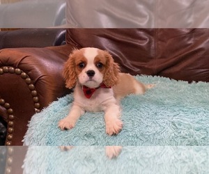 Cavalier King Charles Spaniel Puppy for sale in JEFFERSONVILLE, IN, USA