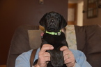 Small Photo #10 Labrador Retriever Puppy For Sale in FLAGLER, CO, USA