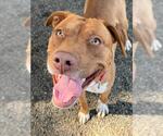 CARAMEL - Female Mutt Dog for Adoption - Small photo