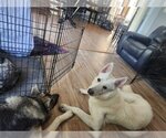 Small Photo #2 German Shepherd Dog Puppy For Sale in COLUMBIA, MD, USA