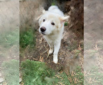 Puppy 3 Samoyed-Siberian Husky Mix