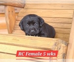 Small #3 Labrador Retriever