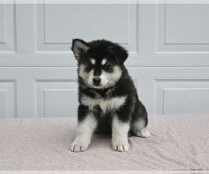 German Shepherd Dog-Siberian Husky Mix Puppy for sale in HOLMESVILLE, OH, USA