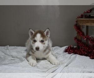 Siberian Husky Puppy for sale in HOLMESVILLE, OH, USA