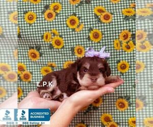 Schnauzer (Miniature) Puppy for sale in WINNSBORO, LA, USA