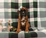 Small Photo #2 Boxer Puppy For Sale in PARADISE, PA, USA