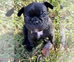 Puppy Bean French Bulldog