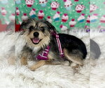 Small #1 Mutt